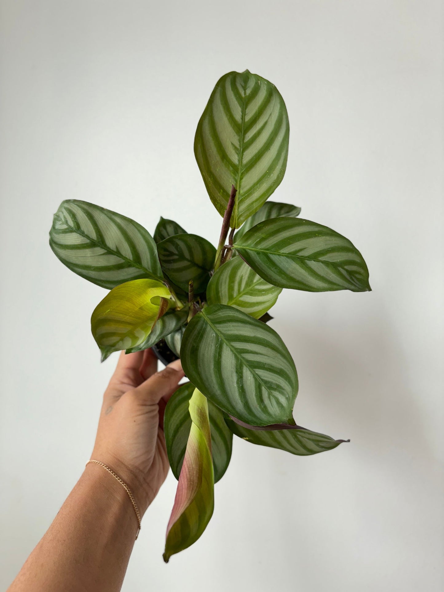 Calathea Setosa 4" - www.Shopthatapp.com