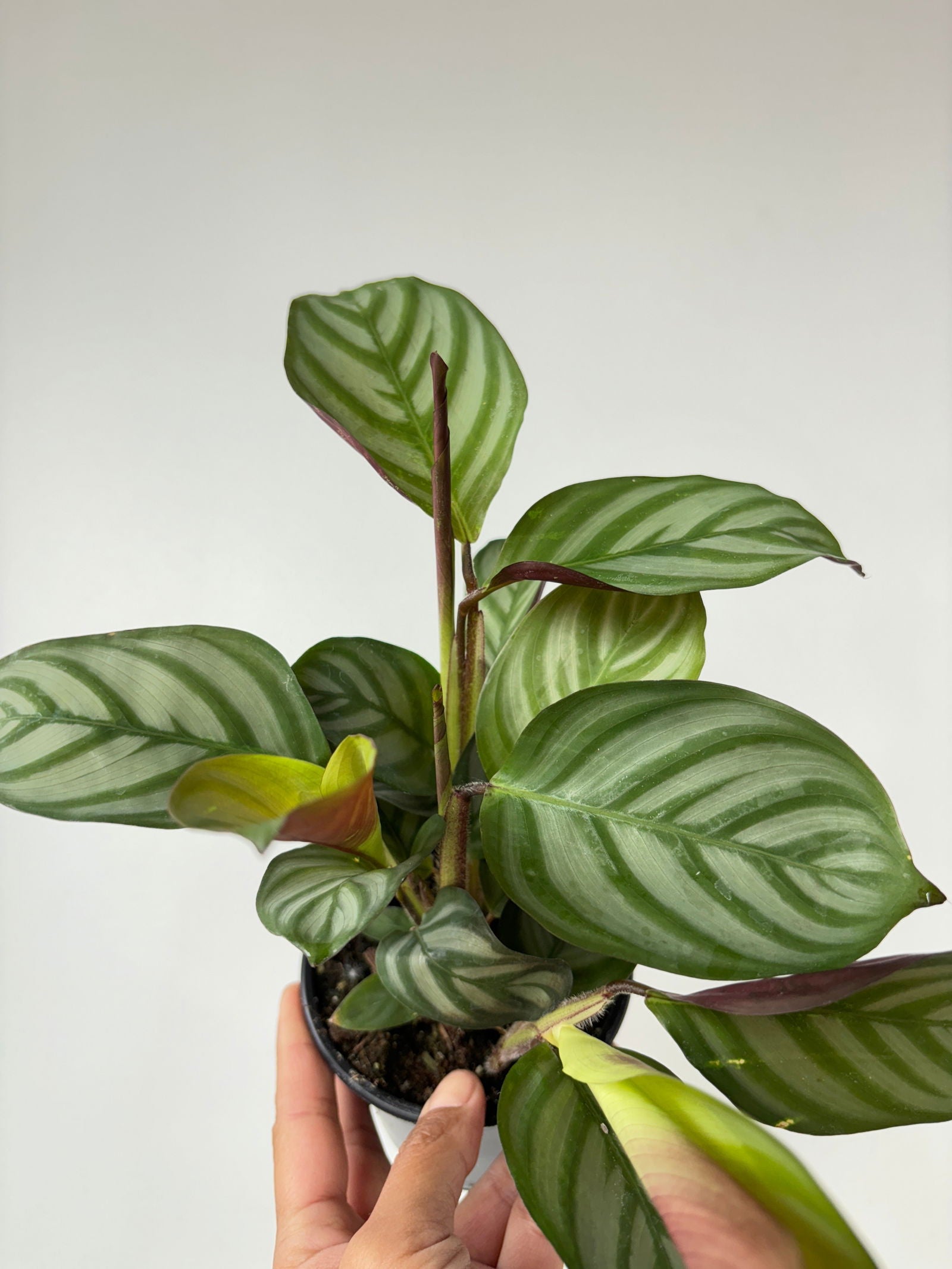 Calathea Setosa 4" - www.Shopthatapp.com