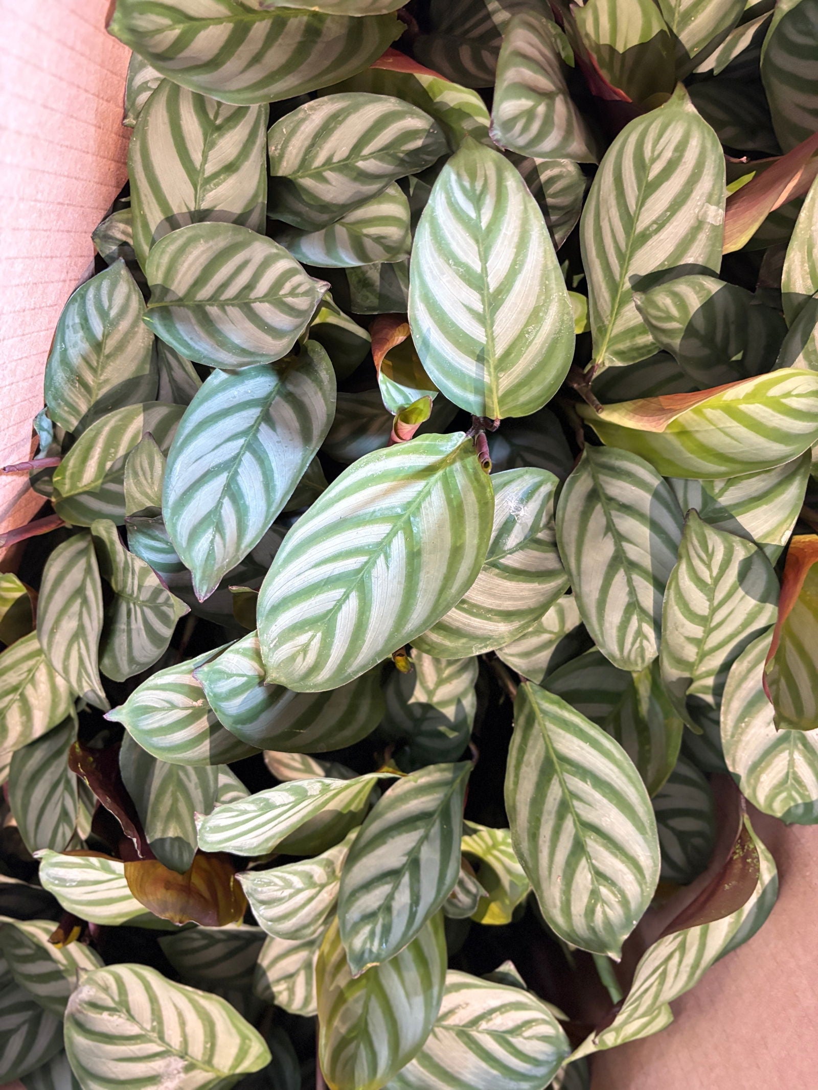 Calathea Setosa 4" - www.Shopthatapp.com