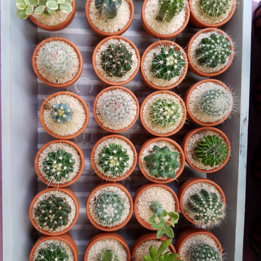 Mini Cacti Event Favors - www.Shopthatapp.com