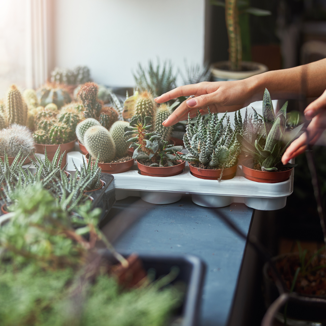 Mini Cacti Event Favors - www.Shopthatapp.com