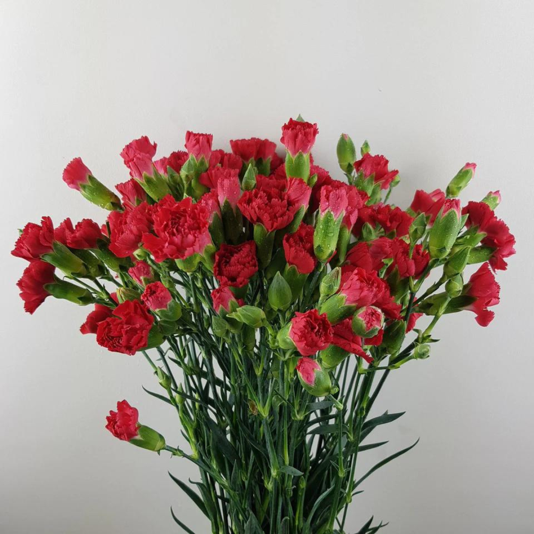 Spray Carnations Red - www.Shopthatapp.com