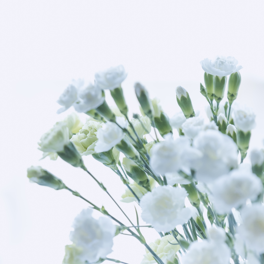 Spray Carnations White - www.Shopthatapp.com