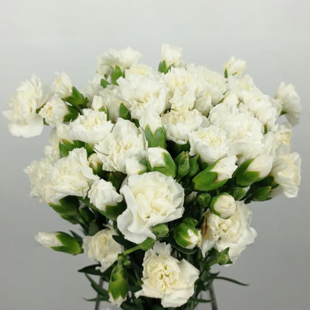 Spray Carnations White - www.Shopthatapp.com