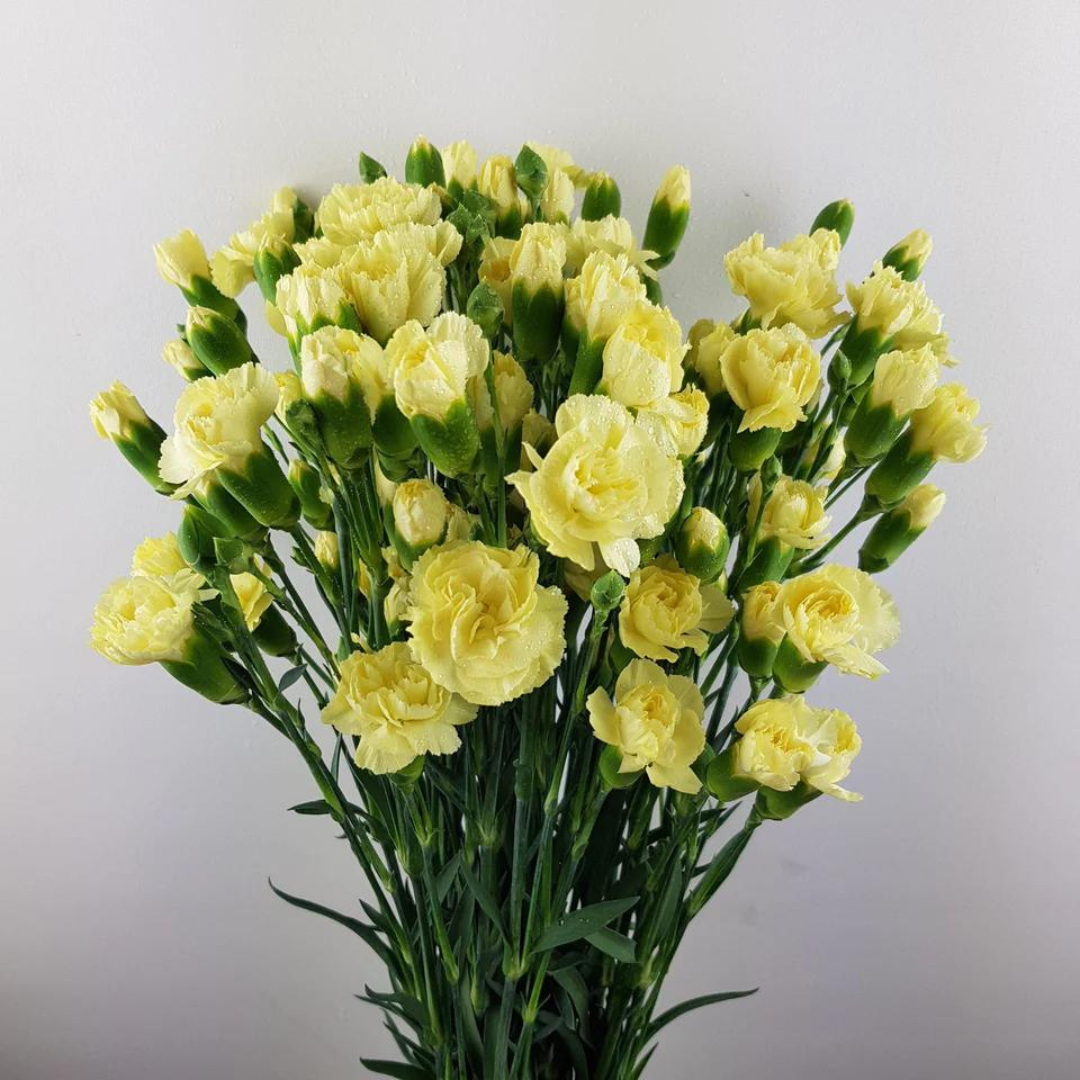 Spray Carnations Yellow - www.Shopthatapp.com