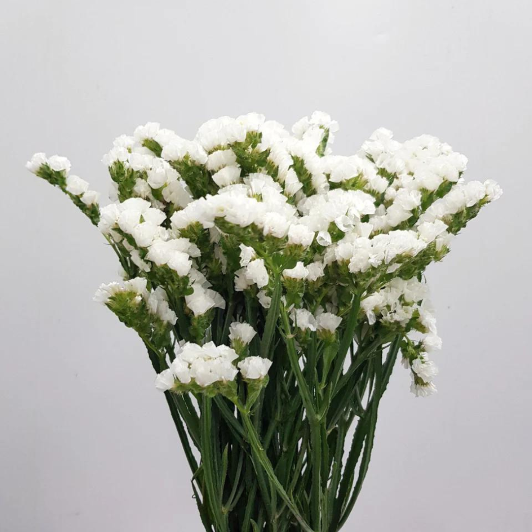 Statice Flower White - www.Shopthatapp.com