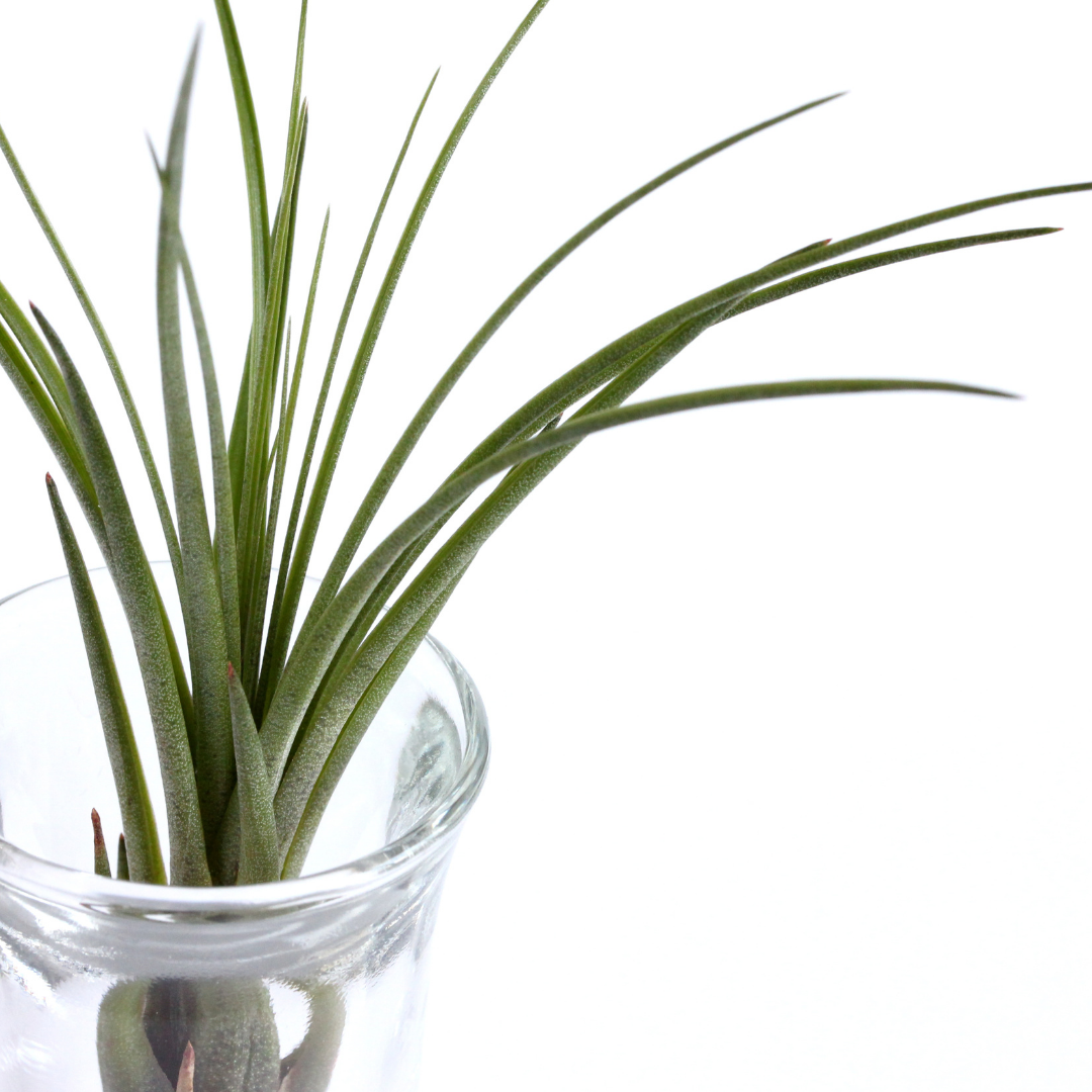 Tillandsia Juncea Air Plant XL - www.Shopthatapp.com