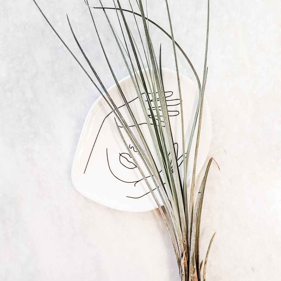 Tillandsia Juncea Air Plant XL - www.Shopthatapp.com